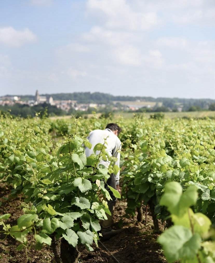 Eau Micellaire bio des vignes du Pays de la Loire – Image 4